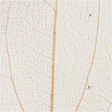 Skeleton leaves