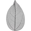 Skeleton leaves