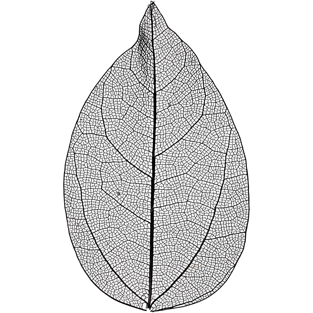 Skeleton leaves
