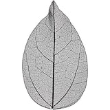 Skeleton leaves