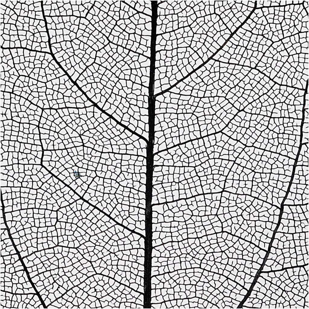Skeleton leaves