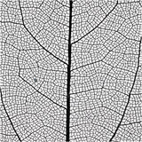 Skeleton leaves