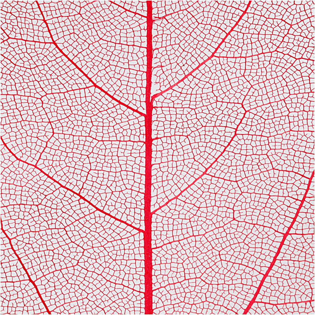 Skeleton leaves