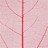 Skeleton leaves