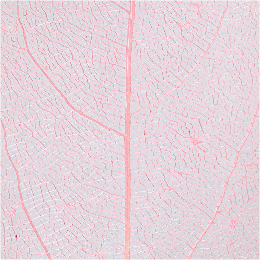 Skeleton leaves