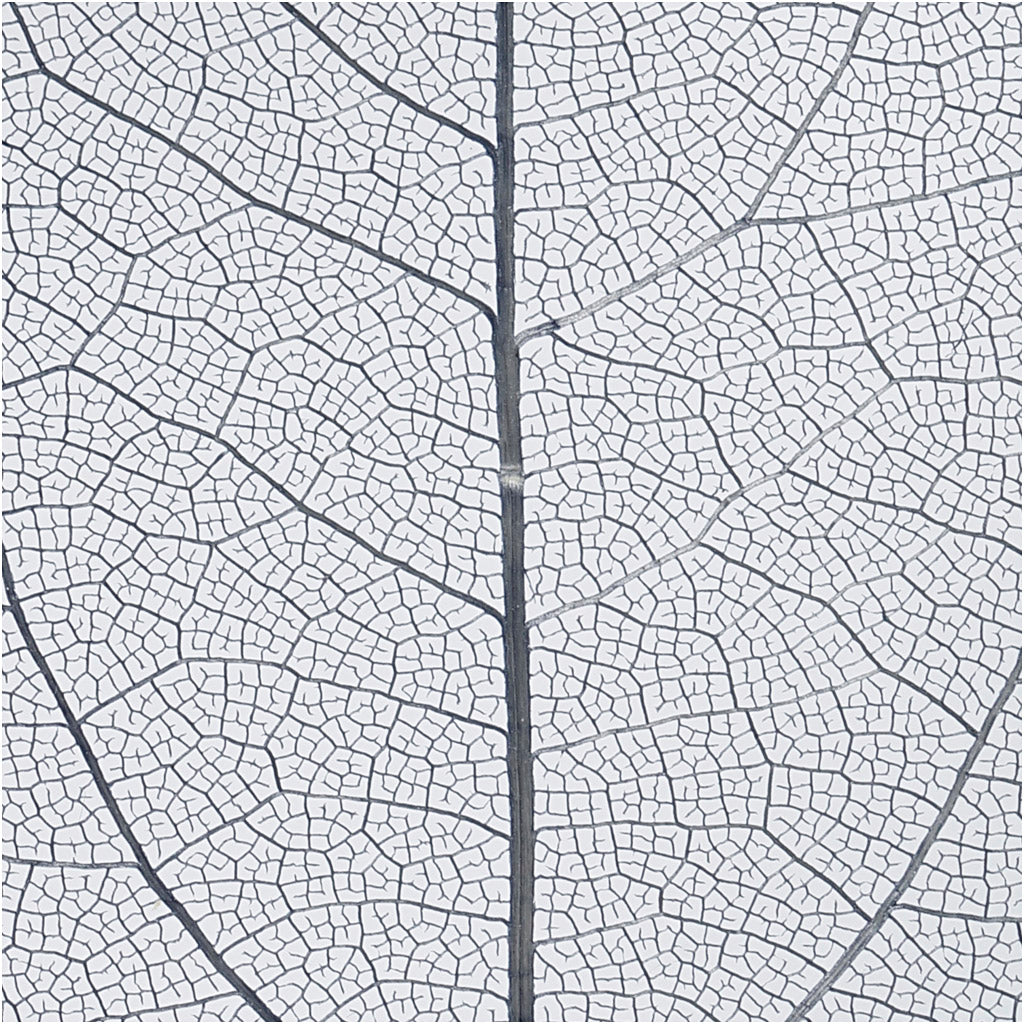 Skeleton leaves