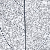 Skeleton leaves