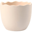 Egg Shell
