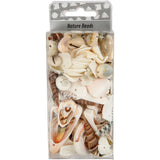 Beach Shells