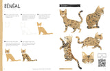 Drawing Class: Cats at Home and in the Wild Book
