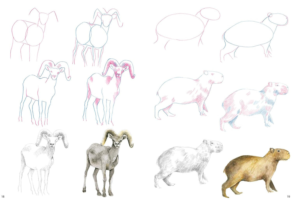 How to Draw: Mountain Animals Book