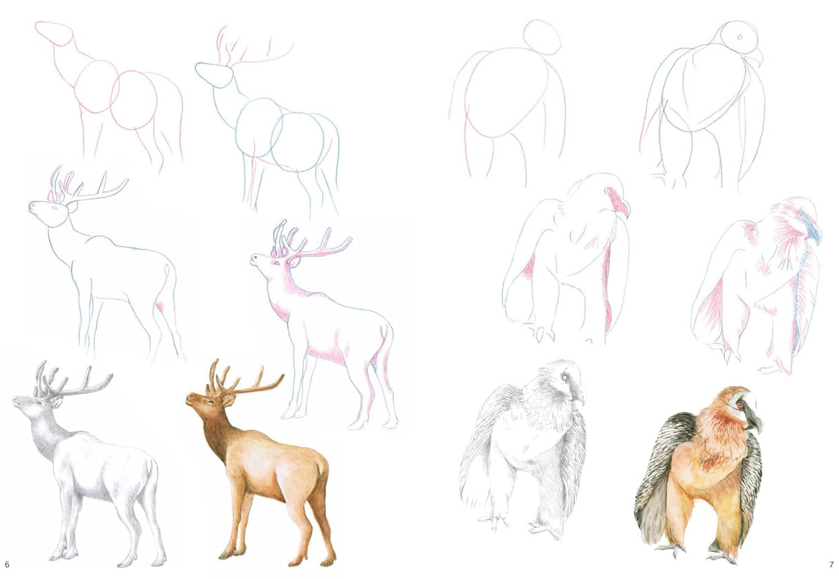 How to Draw: Mountain Animals Book
