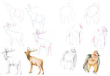 How to Draw: Mountain Animals Book