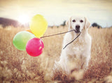 Balloon Party 500 Piece Jigsaw Puzzle