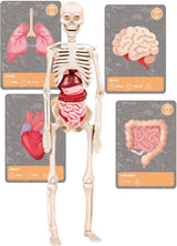 Science & Play - History of Life On Earth