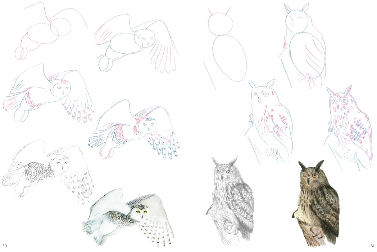 How to Draw: Mountain Animals Book