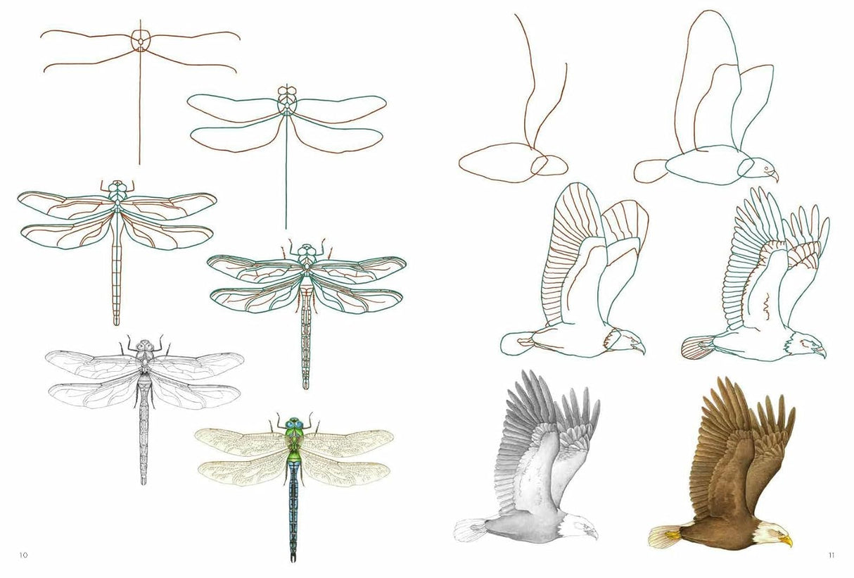 How to Draw: Nature Book