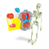 Model skeleton with internal organs and muscles displayed on a white background