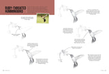 Drawing Birds: Learn to Draw Step by Step Book