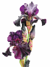 Anna Manson's Watercolour World Softcover Book