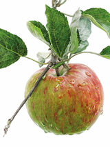 Anna Manson's Watercolour World Softcover Book