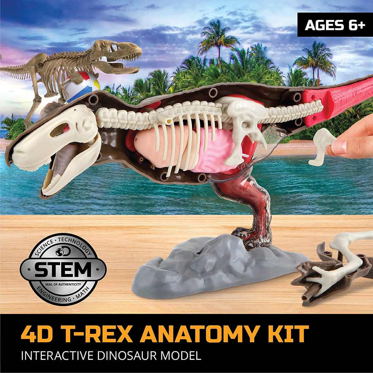 Toy AnatomyT-Rex Kit