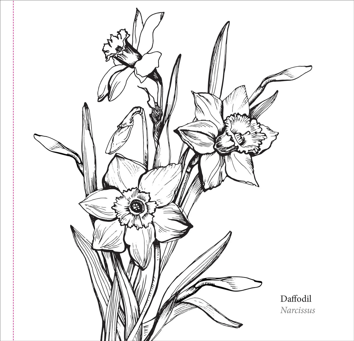 Artist's Colouring Book - Spring Blooms