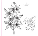 Artist's Colouring Book - Spring Blooms