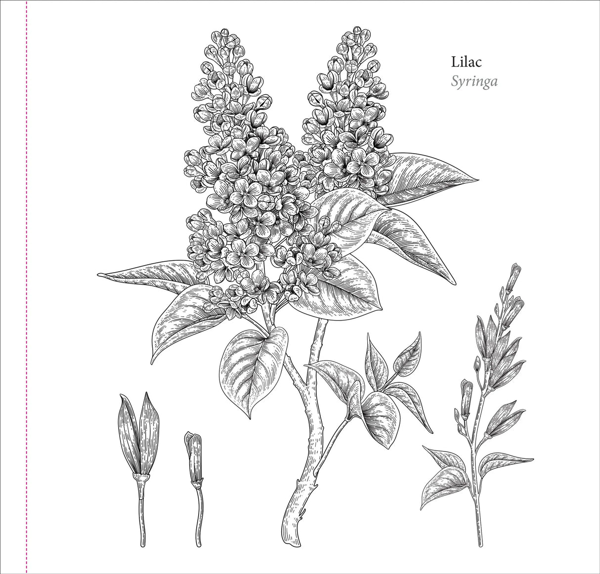 Artist's Colouring Book - Spring Blooms