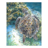 Colour Pencil By Numbers - Sea Turtle