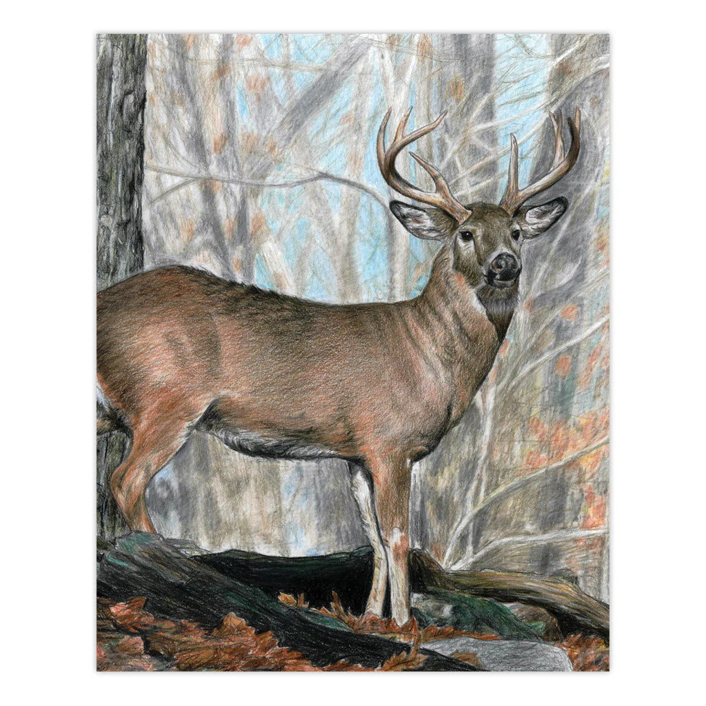 Colour Pencil By Numbers - Whitetail Buck