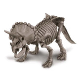 Dinosaur skeleton model on a white background