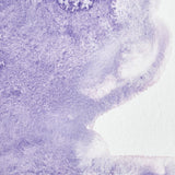  Professional Watercolour Ultramarine Violet