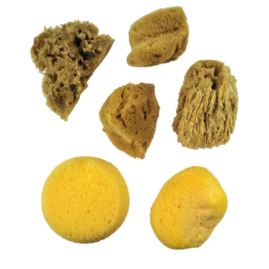 Watercolour Sponge Set (6 Pieces)