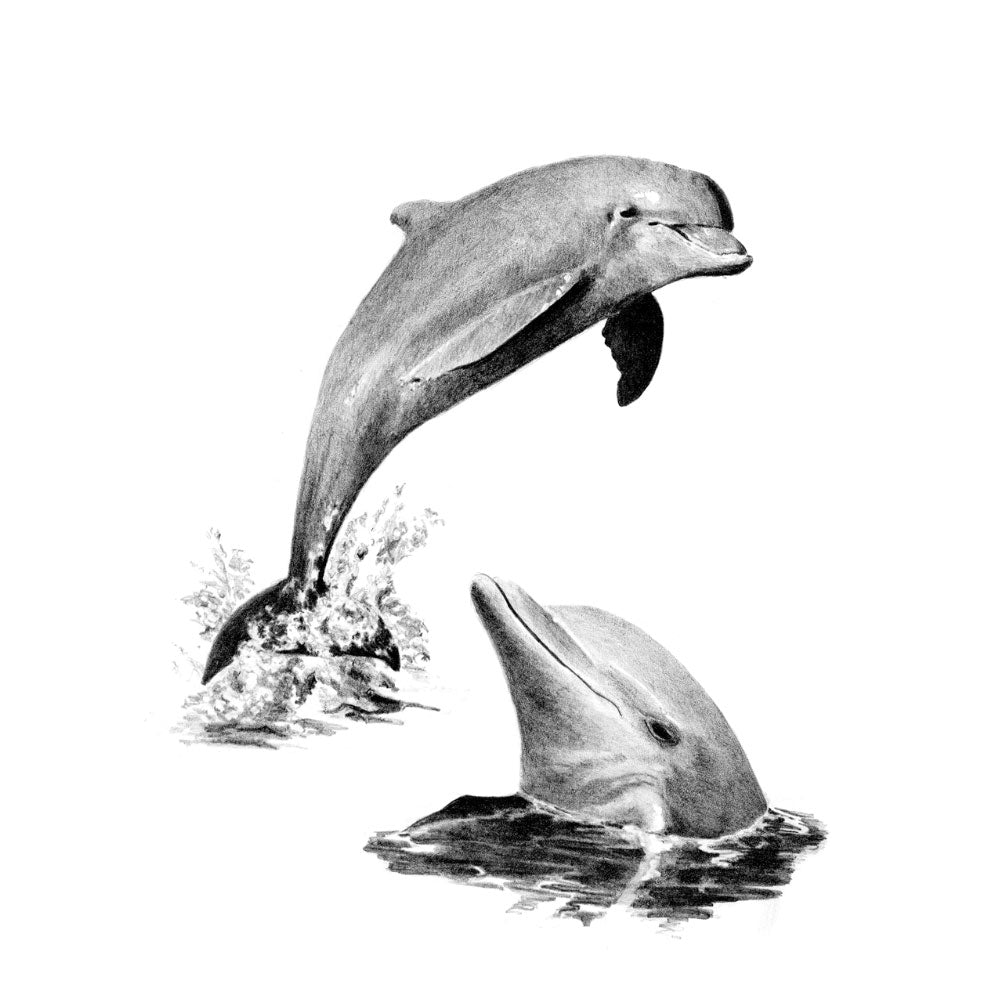 Sketching Made Easy Set - Dolphins