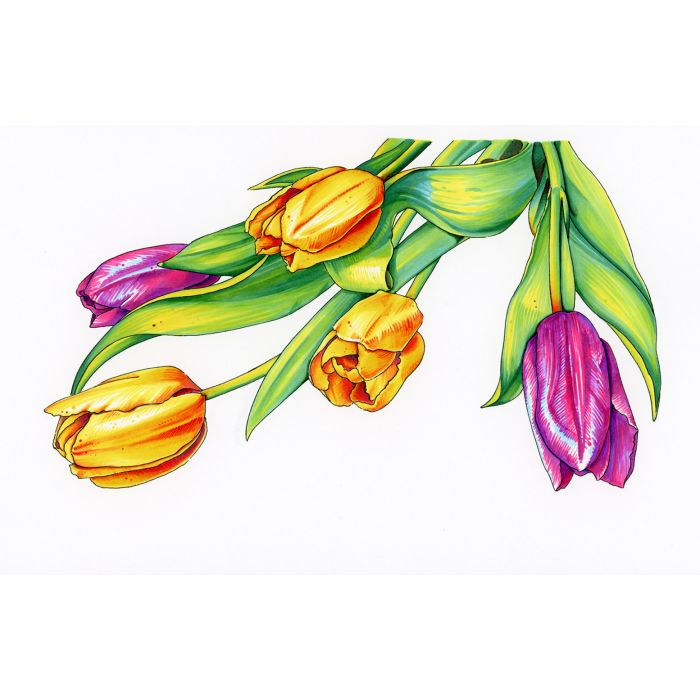 Spectrum Noir Discovery Kit - Illustration