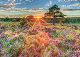 500pc Heather at Sunset