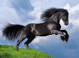 Fresian Black Horse 500 Piece Jigsaw Puzzle