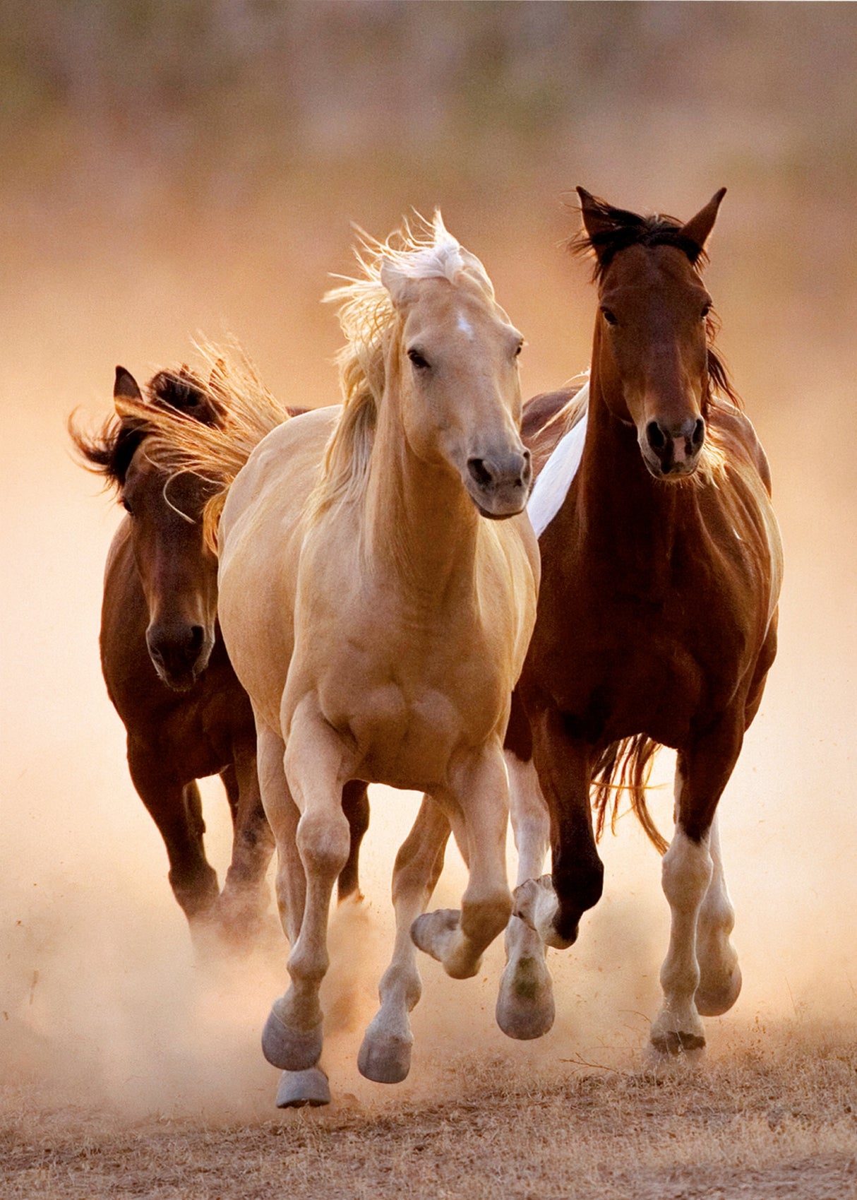 Running Horses 1000 Piece Jigsaw Puzzle