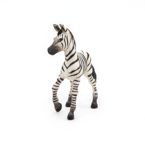 Zebra Foal