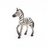 Zebra Foal