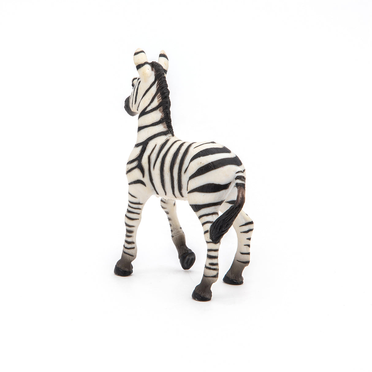 Zebra Foal