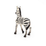 Zebra Foal