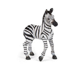 Zebra Foal