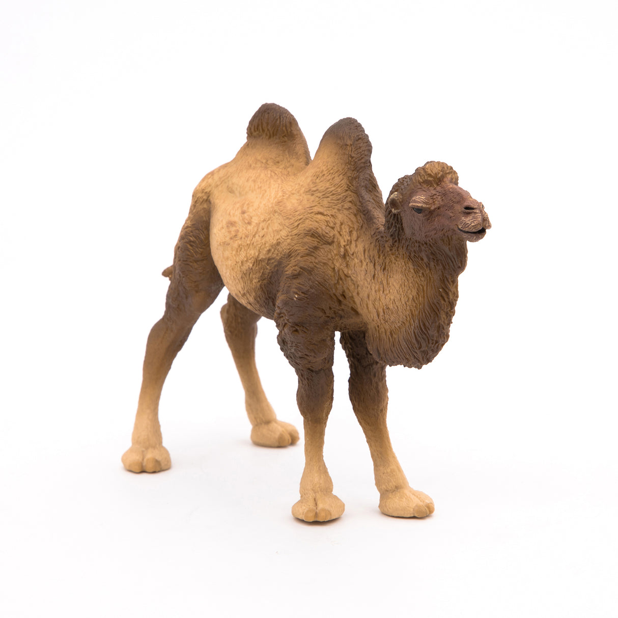 Bactrian Camel
