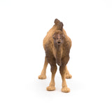 Bactrian Camel