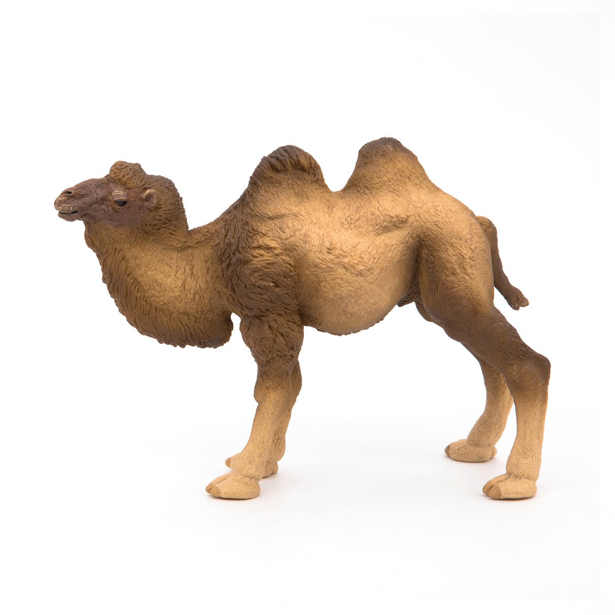 Bactrian Camel
