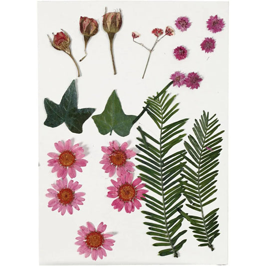 Pressed Flowers and leaves, 19 mixed, light red