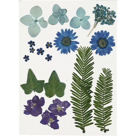Pressed Flowers And Leaves, Blue,