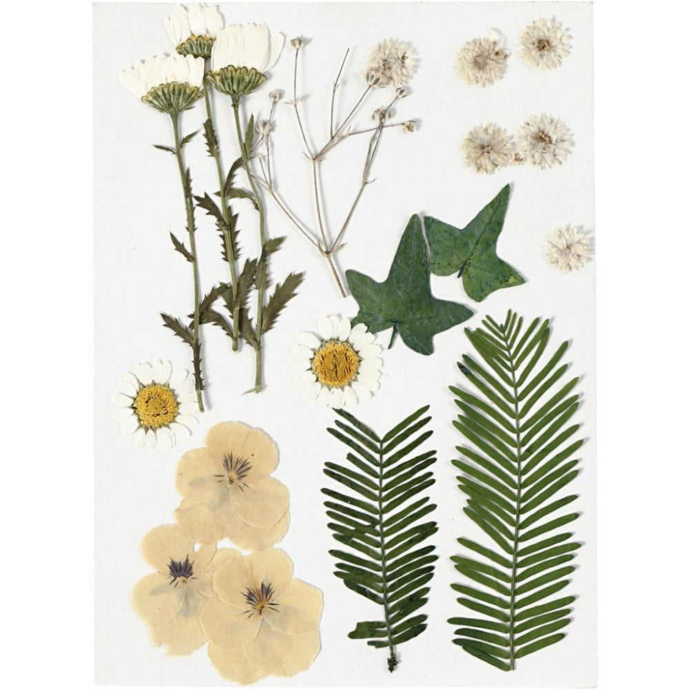 Pressed Flowers and leaves, off-white, 19 asstd./